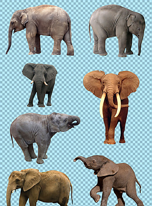 7只大象图片免抠png透明图层素材