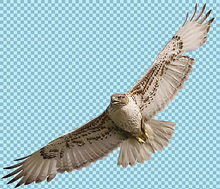 展翅翱翔的猎鹰图片免抠png透明图层素材