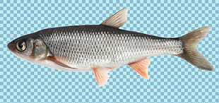 新鲜的鱼免抠png透明图层素材