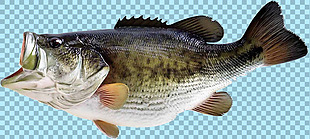 张开嘴的鱼免抠png透明图层素材