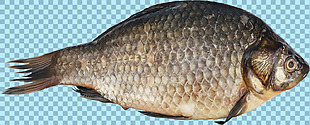 宽体鱼类图片免抠png透明图层素材
