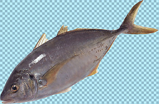 灰色鱼类图片免抠png透明图层素材