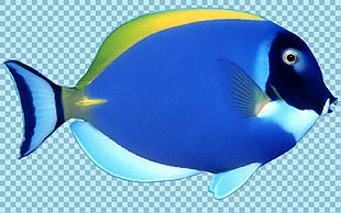 蓝色海洋鱼类图片免抠png透明图层素材