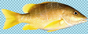 黄色的鱼类图片免抠png透明图层素材