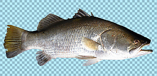 正侧面鱼类图片免抠png透明图层素材