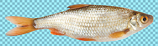 新鲜的鱼图片免抠png透明图层素材