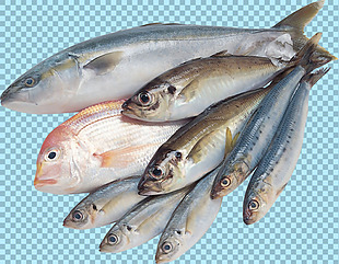 多种鱼类图片免抠png透明图层素材