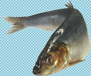 海底鱼类特写图片免抠png透明图层素材