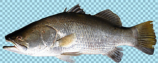 张嘴侧面鱼类图片免抠png透明图层素材