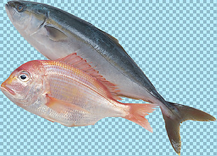 两条不同鱼类图片免抠png透明图层素材