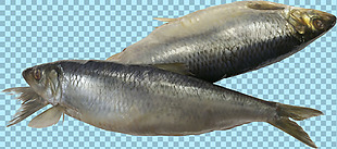 两条灰色的鱼图片免抠png透明图层素材