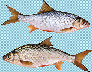 两条不同方向的鱼免抠png透明图层素材