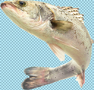 高清鱼类图片免抠png透明图层素材