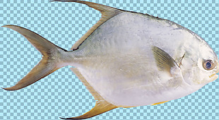 银色宽大鱼类图片免抠png透明图层素材