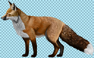 棕色毛发狐狸免抠png透明图层素材