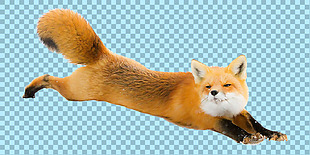 正在跳跃的狐狸免抠png透明图层素材