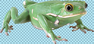 绿色可爱青蛙免抠png透明图层素材