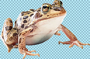 黑色斑点青蛙免抠png透明图层素材