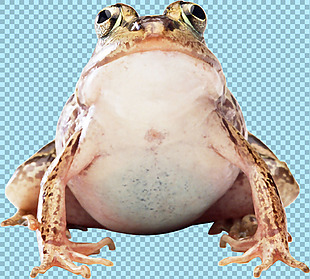肚子很鼓的青蛙免抠png透明图层素材