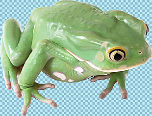 绿色漂亮的大青蛙免抠png透明图层素材