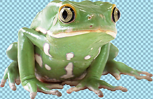 大眼睛绿色青蛙免抠png透明图层素材
