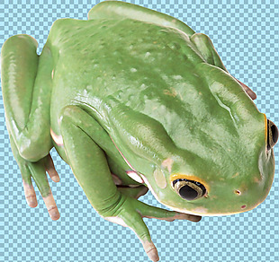 漂亮绿色青蛙免抠png透明图层素材