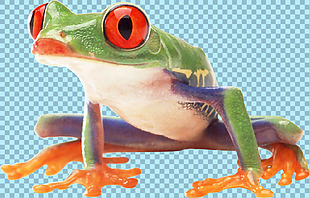绿色皮肤彩色青蛙免抠png透明图层素材