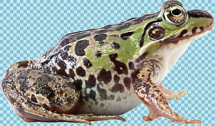 黑点绿色皮肤青蛙免抠png透明图层素材