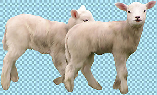 两只幼小的山羊免抠png透明图层素材