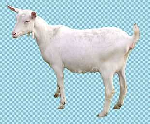 白色毛发的山羊免抠png透明图层素材