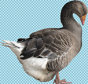 褐色羽毛的鸭子免抠png透明图层素材