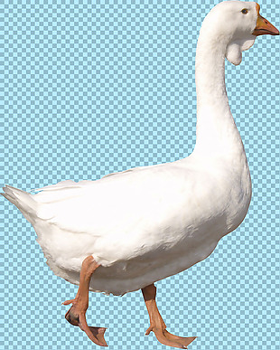 白色羽毛的鹅免抠png透明图层素材