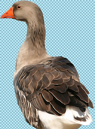 褐色羽毛的鹅图片免抠png透明图层素材