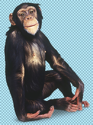 坐着的猩猩免抠png透明图层素材