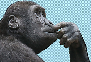 手摸嘴巴的猩猩免抠png透明图层素材