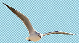 飞翔的海鸥免抠png透明图层素材