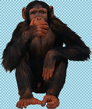 坐着的大猩猩免抠png透明图层素材