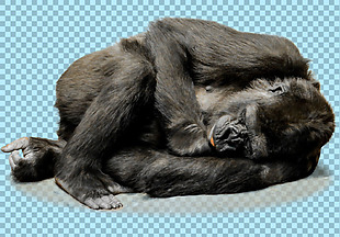 侧躺睡觉的猩猩免抠png透明图层素材