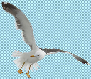 展翅翱翔的海鸥免抠png透明图层素材
