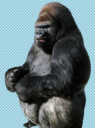 黑色大猩猩免抠png透明图层素材