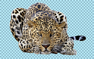 趴着睡觉的美洲豹免抠png透明图层素材