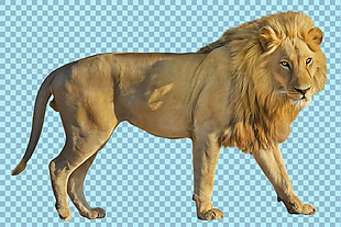 漂亮狮子侧面图免抠png透明图层素材