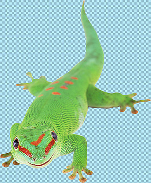 绿色大蜥蜴免抠png透明图层素材