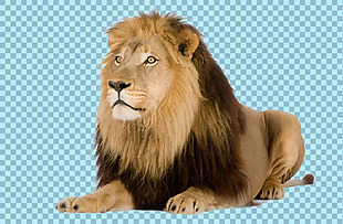 趴着的狮子免抠png透明图层素材