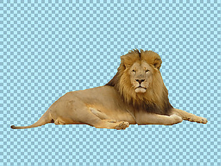 趴地上休息的狮子免抠png透明图层素材