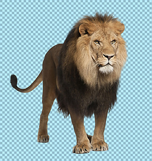 站着的雄狮子免抠png透明图层素材