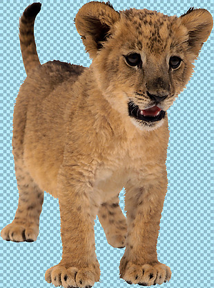 可爱的小狮子免抠png透明图层素材