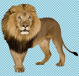 站着的狮子免抠png透明图层素材