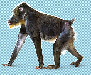 正在走路的猴子免抠png透明图层素材