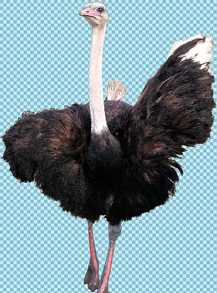 黑色羽毛的鸵鸟免抠png透明图层素材